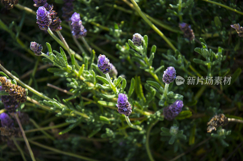 宏观薰衣草植物绿色紫色棕色