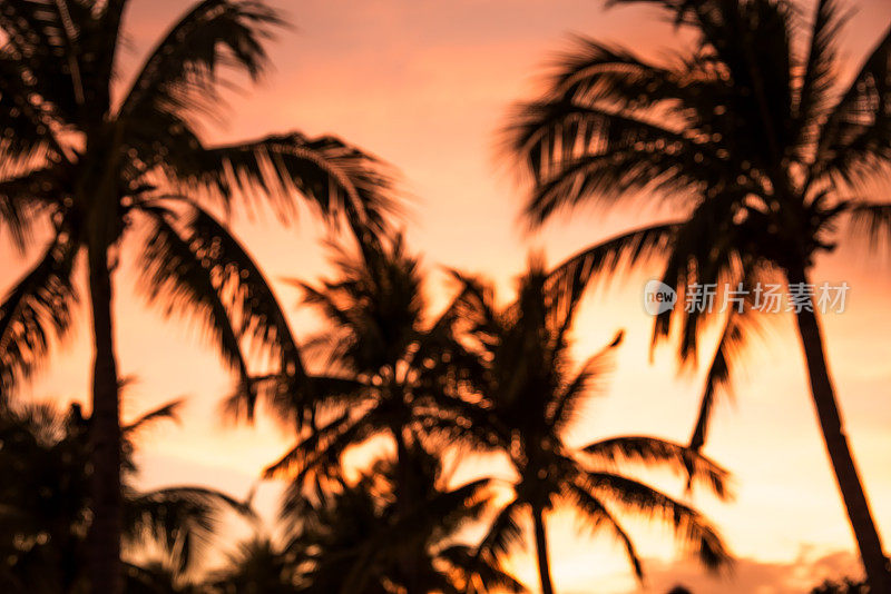 夕阳下的棕榈树，夏日抽象的背景