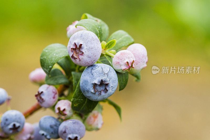 浆果农场里成熟的蓝莓。有选择性的重点