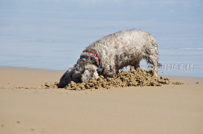 狗在沙滩上把头埋在沙子里