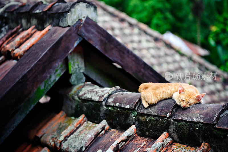 在印尼巴厘岛Munduk屋顶睡觉的猫