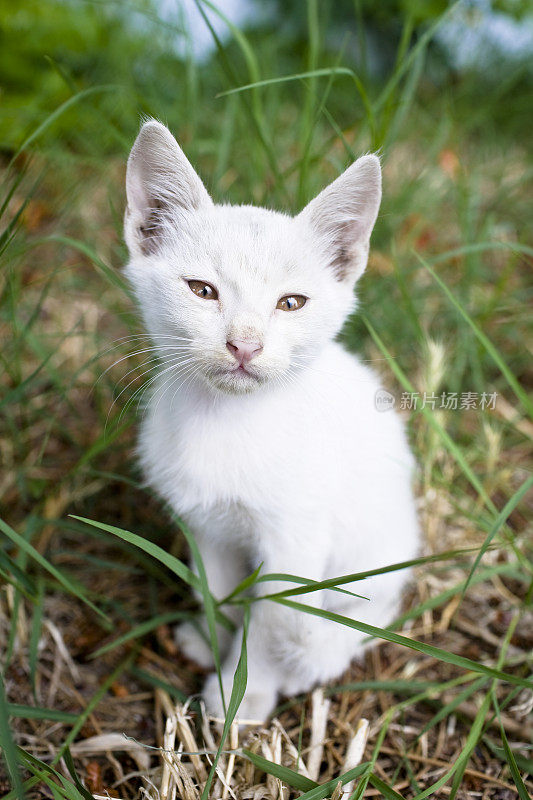 婴儿的小猫