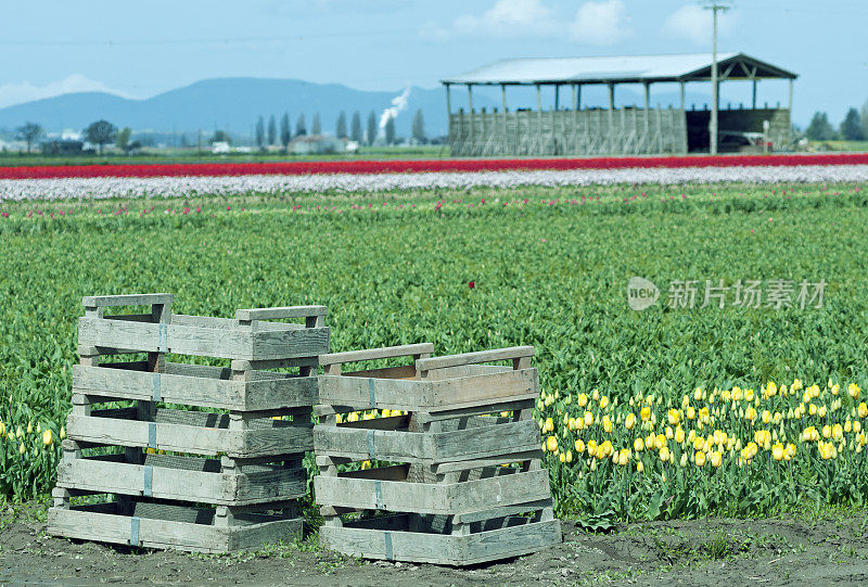 西澳大利亚斯卡吉特山谷郁金香田边的盒子