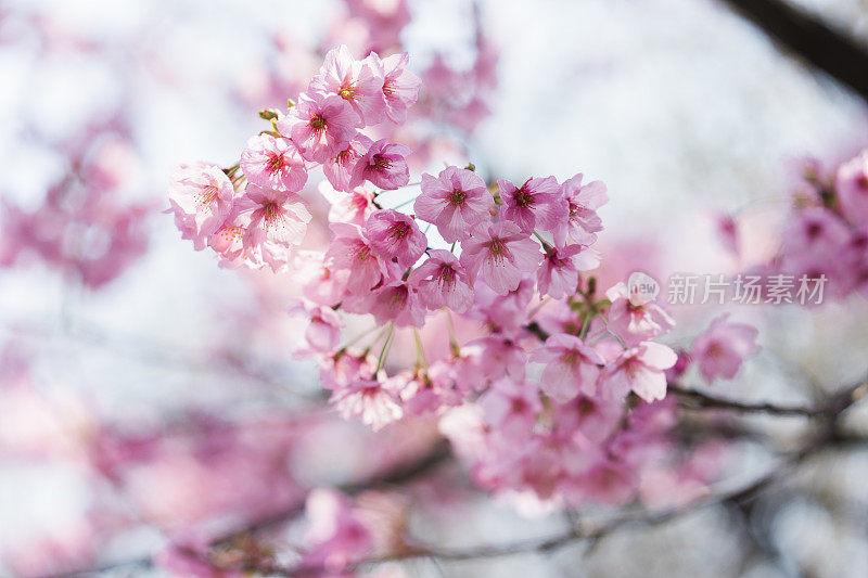 樱花是粉红色的樱花