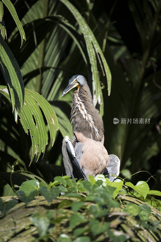 Bare-throated老虎鹭