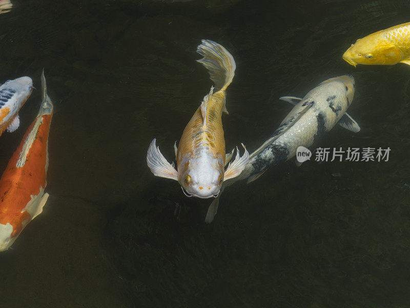 锦鲤游泳的特写在池塘波特兰日本花园波特兰俄勒冈