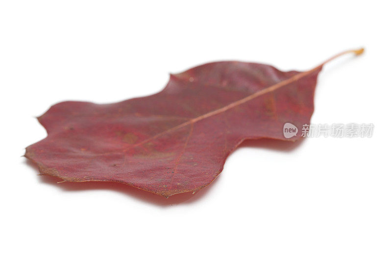 灌木橡树叶，秋天