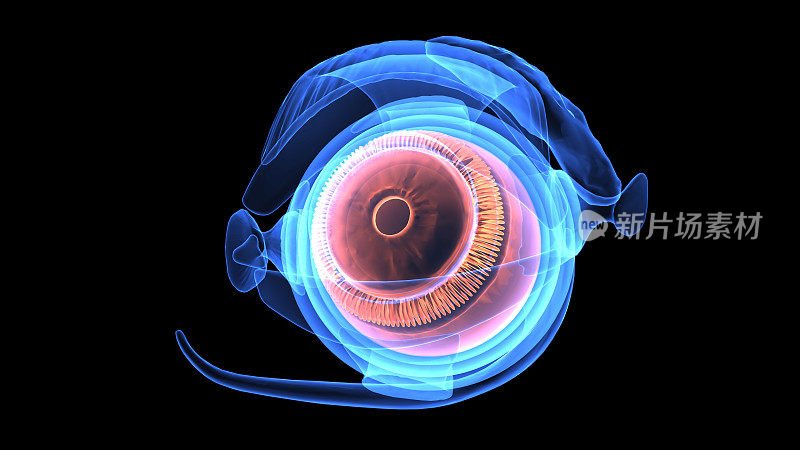 人体眼部解剖三维示意图