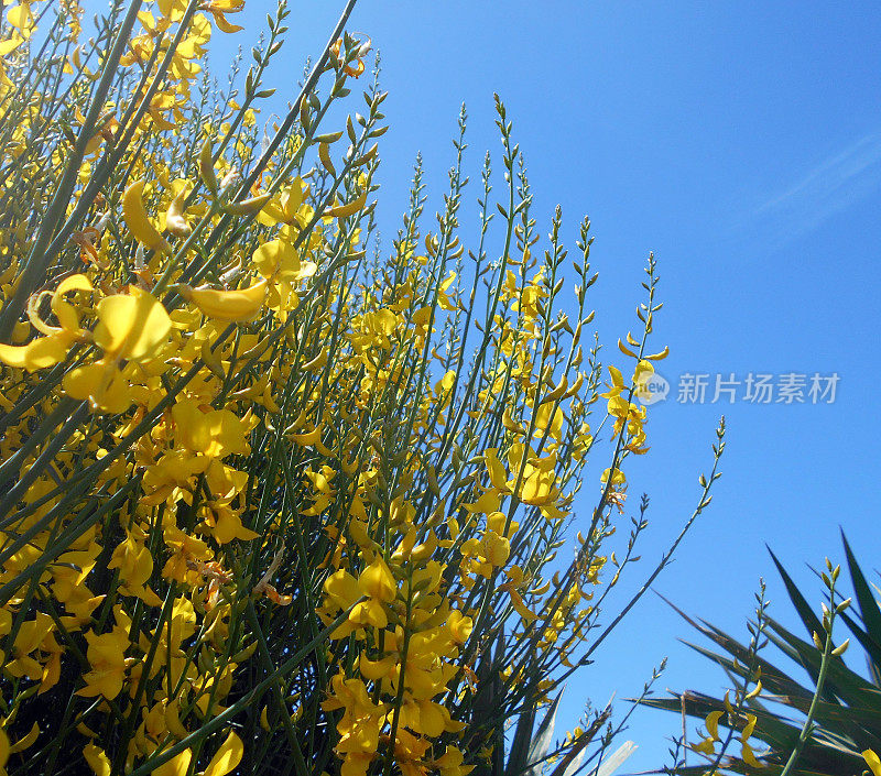 金雀花，地中海灌木，俗称西班牙金雀花或编织金雀花