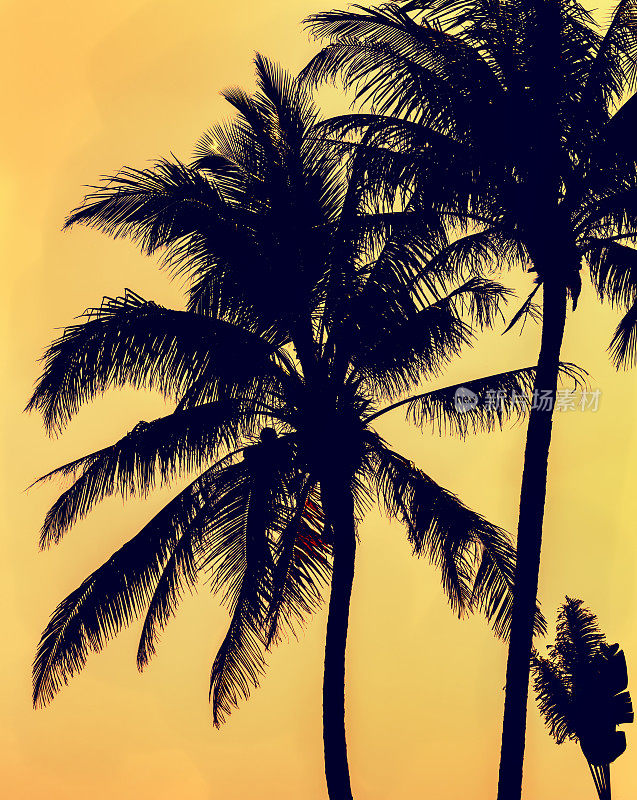 日落时分，中国海南岛上棕榈树的剪影