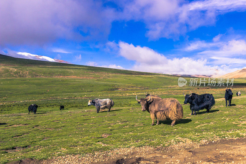 2014年8月16日——西藏农村的牦牛