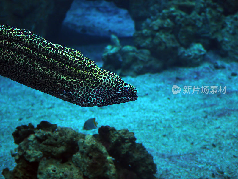 穆伦纳斑点海蛇在深蓝色的海洋附近的珊瑚特写