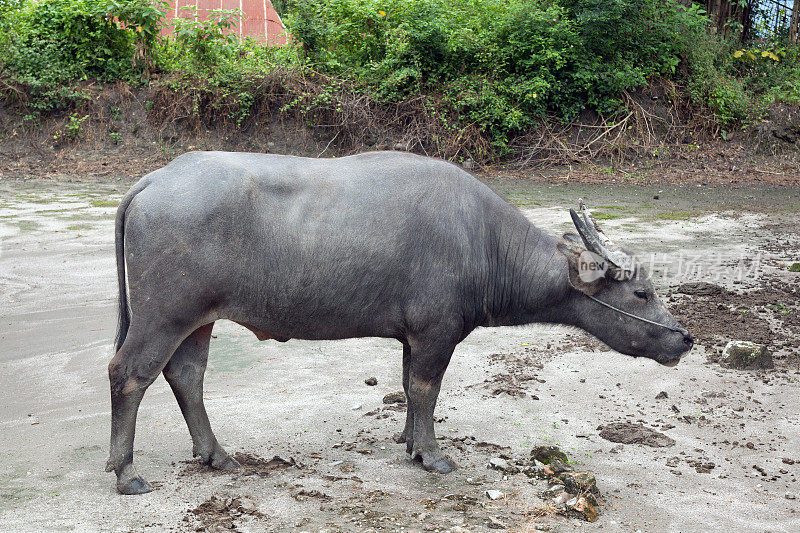 驯养的亚洲水牛在印尼村庄的路上