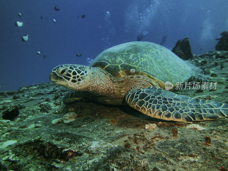 一个绿色海龟休息在沉船上的特写，希洛，嗨，美国