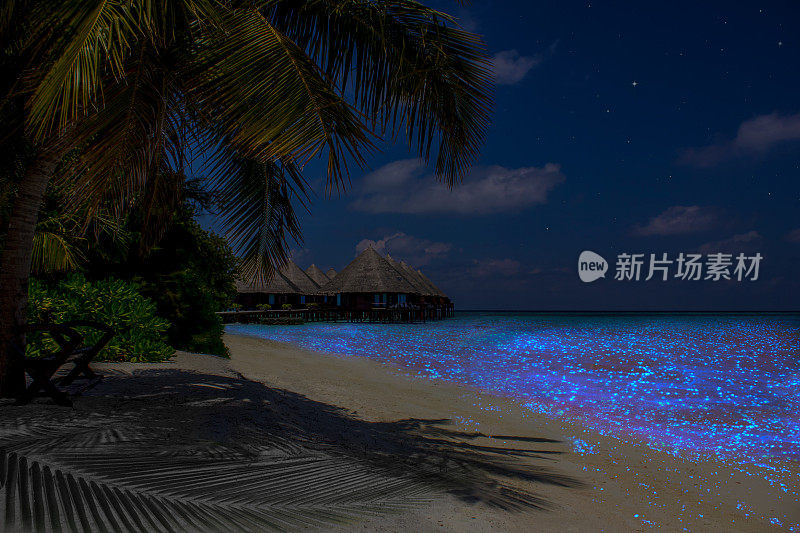 马尔代夫-印度洋的荧光浮游生物