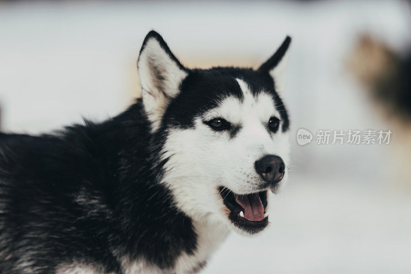 狗西伯利亚雪橇犬