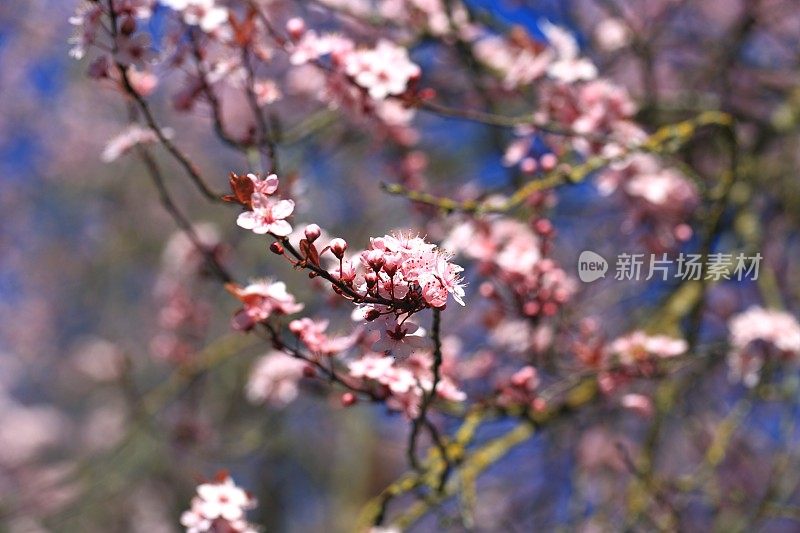 粉红色的樱花在春天绽放