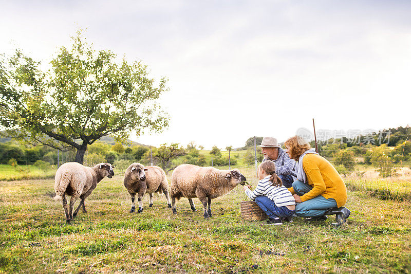 老夫妇和孙女在农场里喂羊。