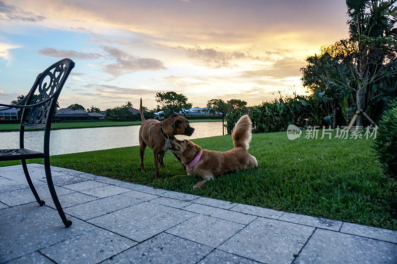 日落时两只狗在草地上玩耍