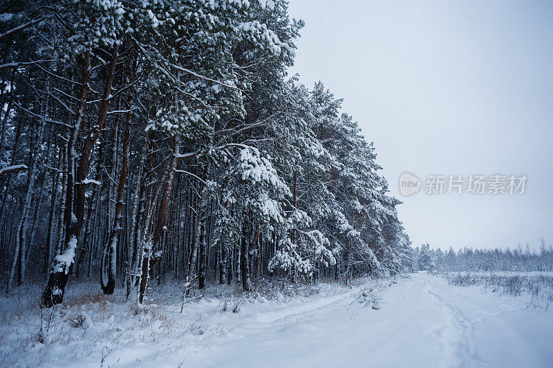 奇妙的冬日森林里白雪覆盖的大树户外拍摄