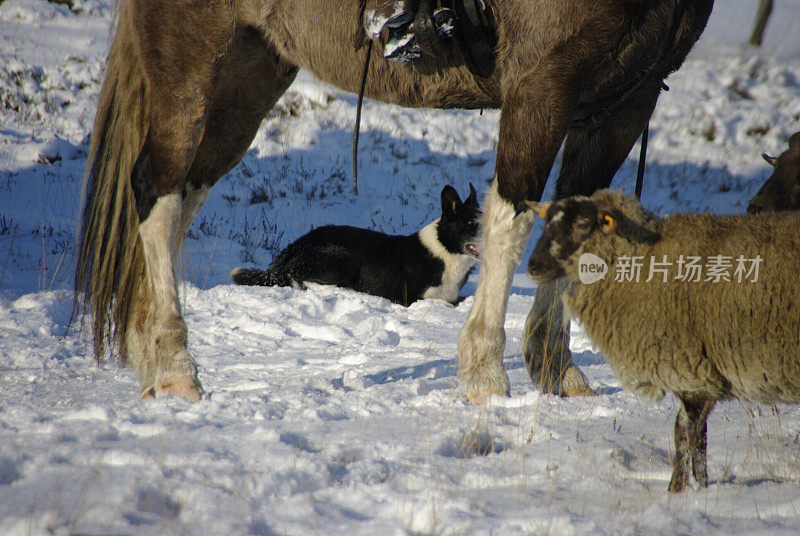 牧羊犬在行动