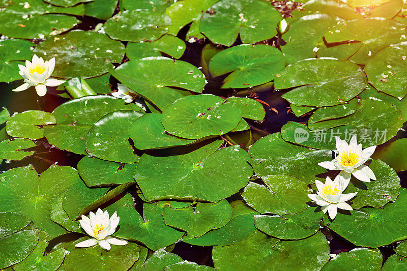 池塘里美丽的睡莲或荷花