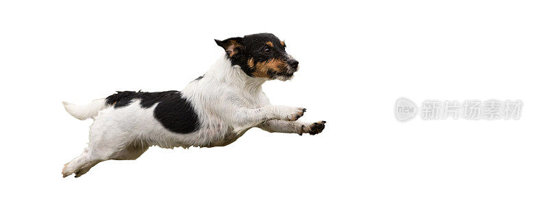 杰克罗素梗-小可爱的狗跑和跳跃孤立在白色的背景