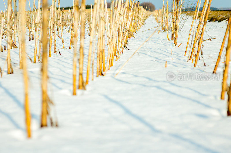 玉米和雪弗