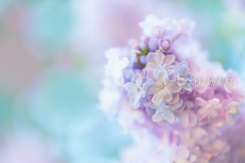 淡紫色花的背景