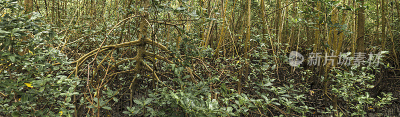 红树林——巴西