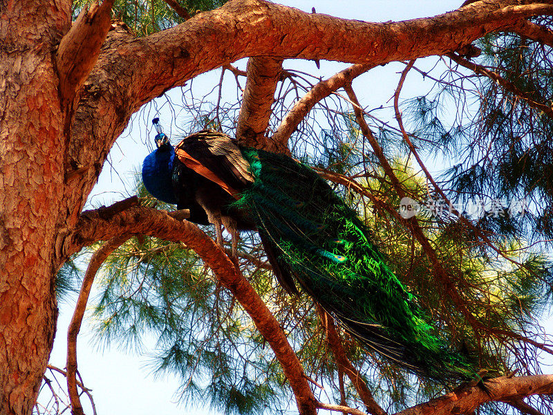 美丽的孔雀坐在树枝上