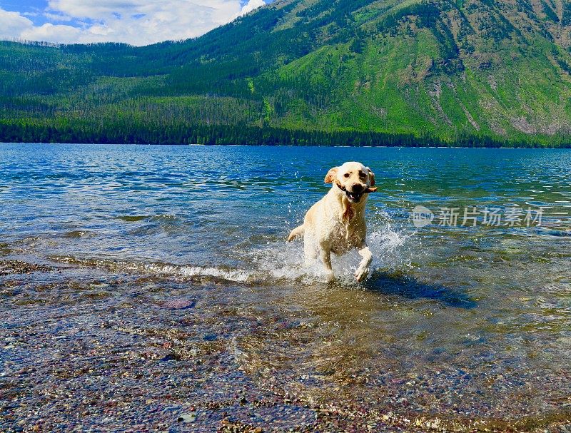 山区湖泊中的拉布拉多寻回犬