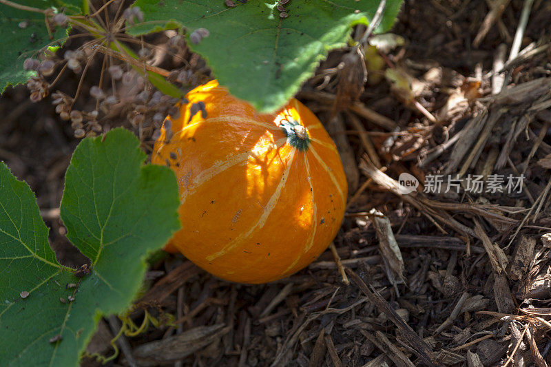 菜园里的金色西葫芦