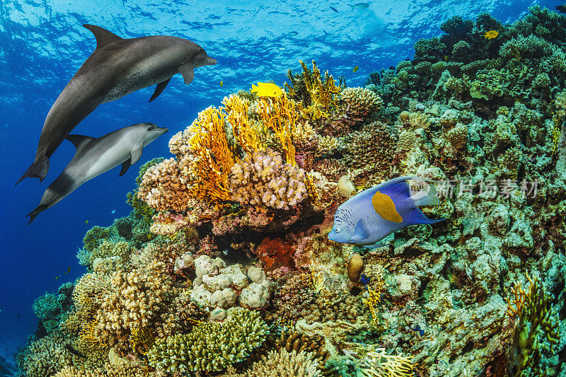 海豚海洋生物学校海豚珊瑚礁水下呼吸器潜水员观点红海自然和野生动物