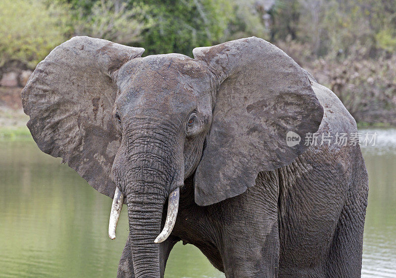 非洲象，塞洛斯野生动物保护区，坦桑尼亚