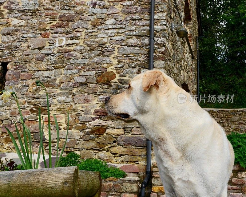 英国乡村的拉布拉多寻回犬