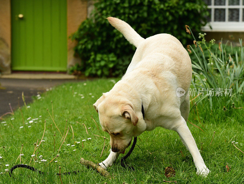 啃着一根棍子的拉布拉多寻回犬