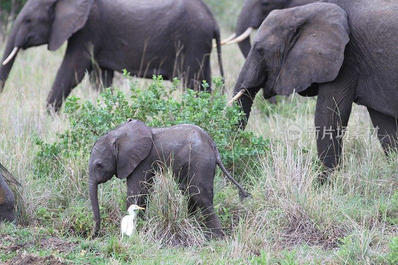 坦桑尼亚塞洛斯国家公园的大象
