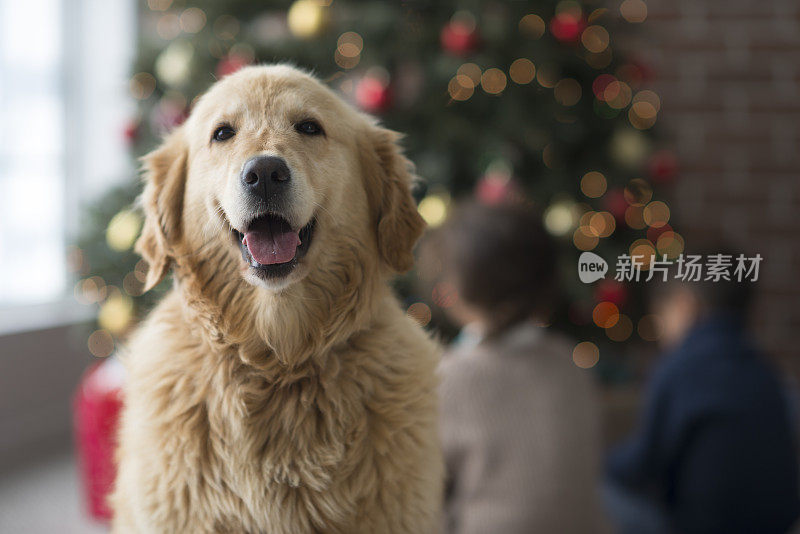 金毛猎犬