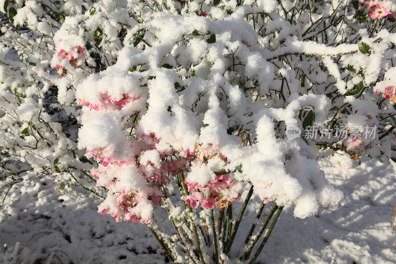 玫瑰在雪