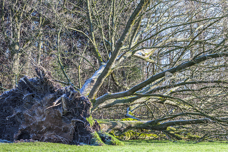德国一个公园里的一棵被连根拔起的树