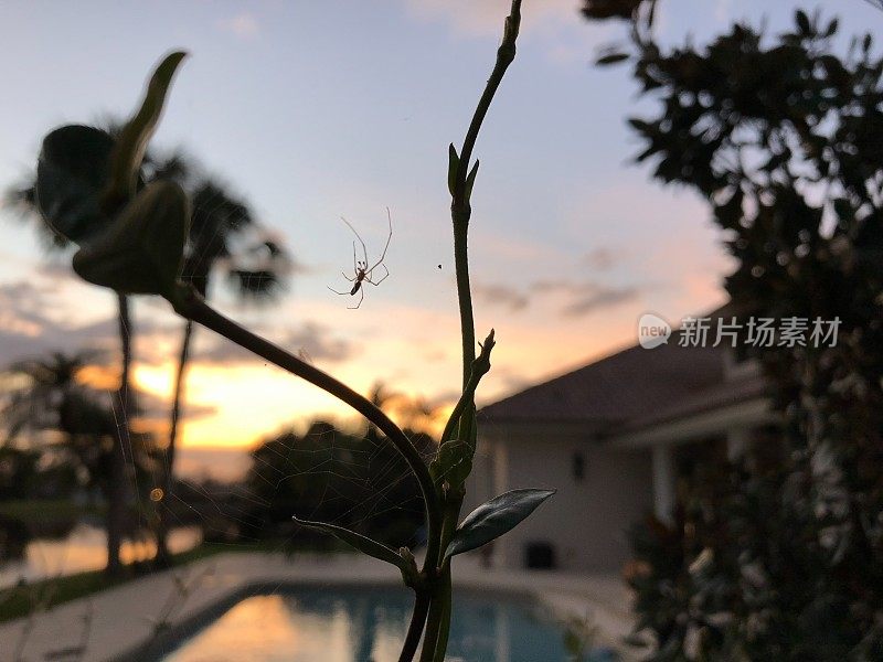 日落蜘蛛网