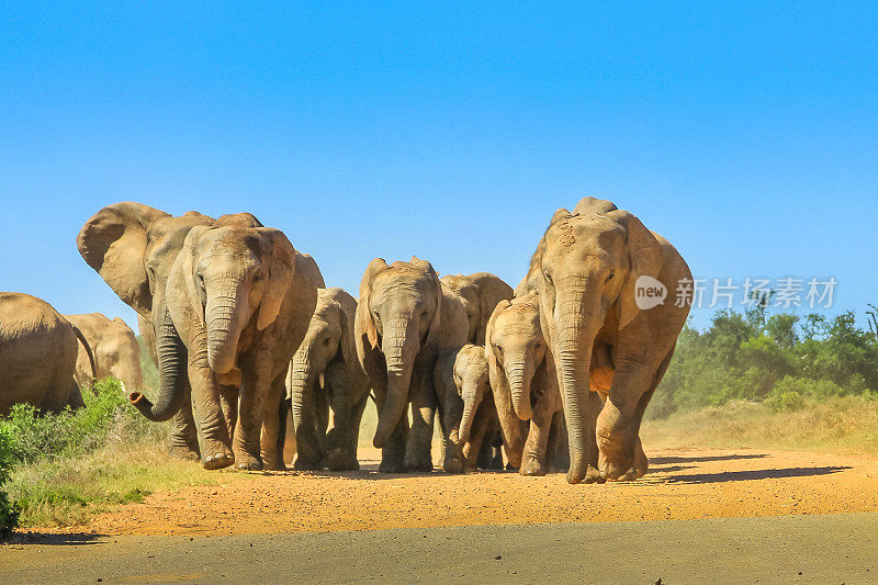 大象在南非行走