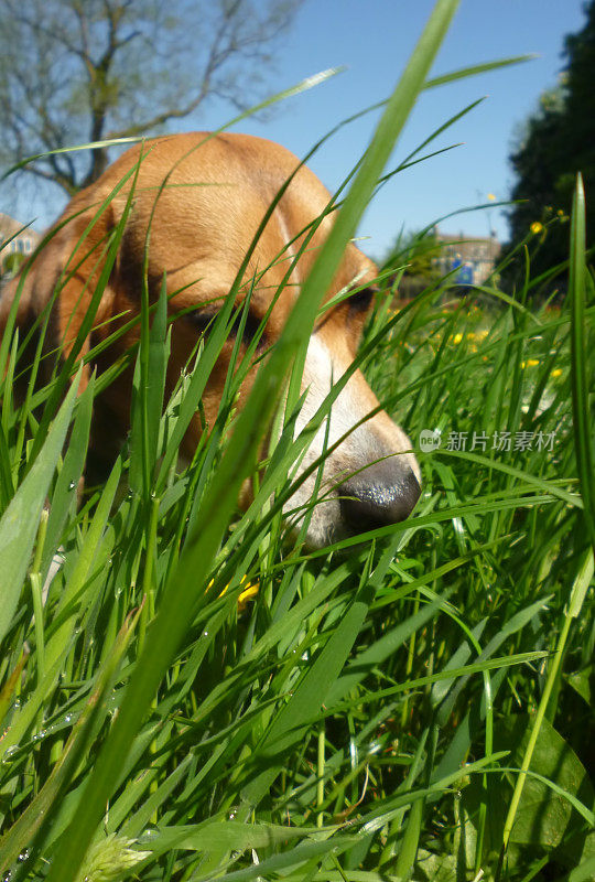 小猎犬放牧