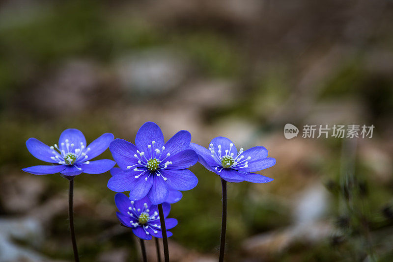 春季开花的蓝色肝片