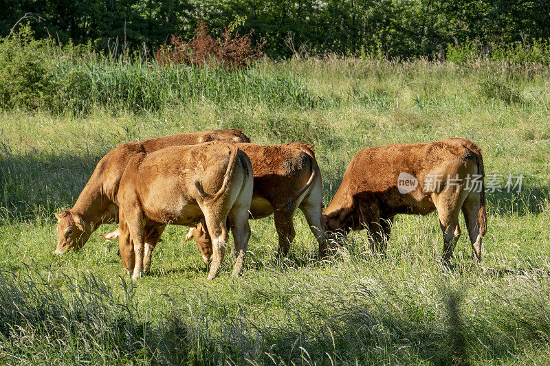 德国北部牧场上的棕色奶牛