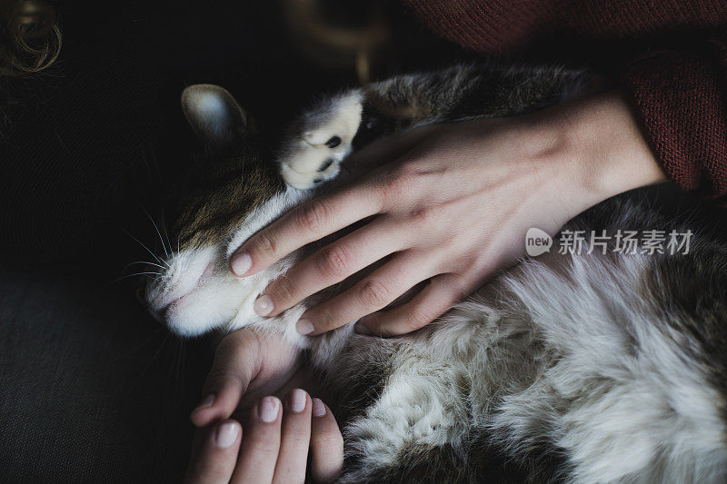 人的手抚摸猫的特写