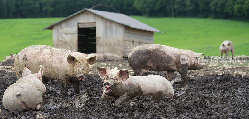 猪在泥