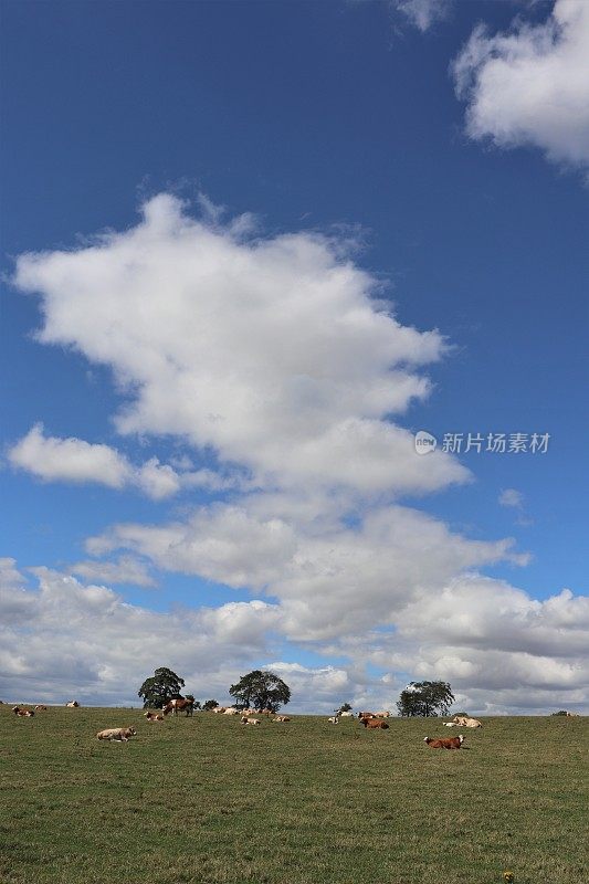 田间肉牛