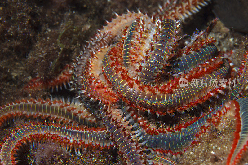 海洋生物群须火蠕虫性和繁殖水下呼吸器潜水员的观点地中海